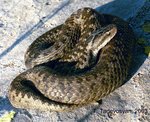 Darevsky's viper (Vipera darevskii)