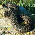 Darevsky's viper (Vipera darevskii)