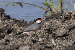 Java sparrow (Lonchura oryzivora)