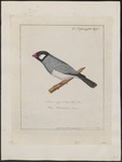 Java sparrow (Lonchura oryzivora)