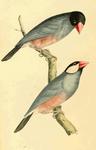 Java sparrow (Lonchura oryzivora)