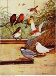 red avadavat / strawberry finch (Amandava amandava), society finch (Lonchura striata domestica),...