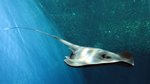 pelagic stingray (Pteroplatytrygon violacea)