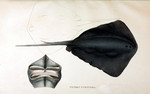 pelagic stingray (Pteroplatytrygon violacea)