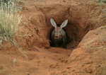 aardvark (Orycteropus afer)