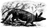 aardvark (Orycteropus afer)