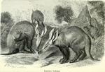 aardvark (Orycteropus afer)