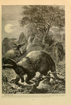 aardvark (Orycteropus afer)