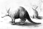 aardvark (Orycteropus afer)