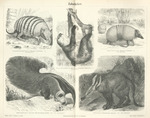 ...nnaeus's two-toed sloth (Choloepus didactylus), Brazilian three-banded armadillo (Tolypeutes tri...
