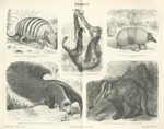 ...Brazilian three-banded armadillo (Tolypeutes tricinctus), giant anteater (Myrmecophaga tridactyl