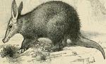 aardvark (Orycteropus afer)