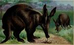 aardvark (Orycteropus afer)