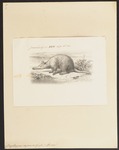 aardvark (Orycteropus afer)