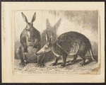 aardvark (Orycteropus afer)