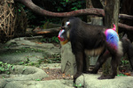 mandrill (Mandrillus sphinx)