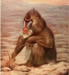 mandrill (Mandrillus sphinx)