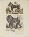 mandrill (Mandrillus sphinx)