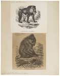 mandrill (Mandrillus sphinx)