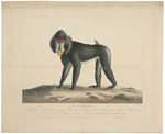 mandrill (Mandrillus sphinx)