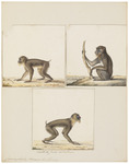 mandrill (Mandrillus sphinx)