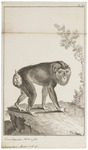 mandrill (Mandrillus sphinx)