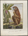 mandrill (Mandrillus sphinx)