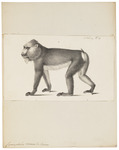 mandrill (Mandrillus sphinx)