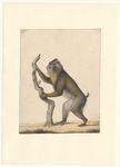 mandrill (Mandrillus sphinx)