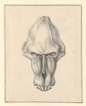 mandrill (Mandrillus sphinx)