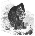 mandrill (Mandrillus sphinx)