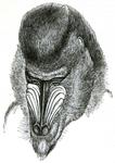 mandrill (Mandrillus sphinx)