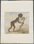 mandrill (Mandrillus sphinx)