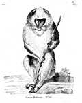 mandrill (Mandrillus sphinx)