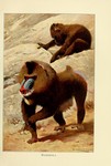 mandrill (Mandrillus sphinx)