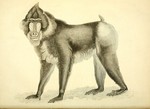 mandrill (Mandrillus sphinx)