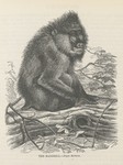 mandrill (Mandrillus sphinx)