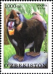 mandrill (Mandrillus sphinx)