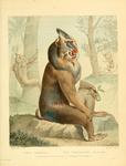 mandrill (Mandrillus sphinx)