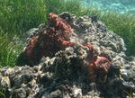 day octopus (Octopus cyanea)