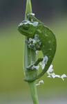 common chameleon, Mediterranean chameleon (Chamaeleo chamaeleon)