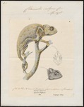 common chameleon, Mediterranean chameleon (Chamaeleo chamaeleon)