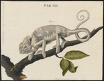 common chameleon, Mediterranean chameleon (Chamaeleo chamaeleon)