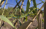 African chameleon (Chamaeleo africanus)