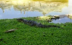 Southeast Asian water monitor (Varanus salvator macromaculatus)