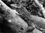 Asian water monitor (Varanus salvator)