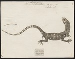 Asian water monitor (Varanus salvator)