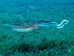 pharaoh cuttlefish (Sepia pharaonis)