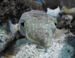 pharaoh cuttlefish (Sepia pharaonis)