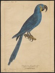 hyacinth macaw (Anodorhynchus hyacinthinus)